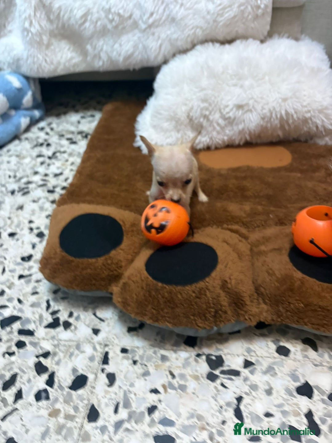 Ratón de Praga perros en venta: Ratón de praga  - Imagen 12