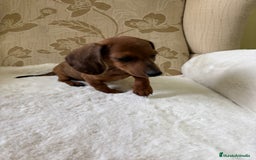 Teckel Miniatura perros en venta: Teckel miniatura varios colores  - Imagen 13