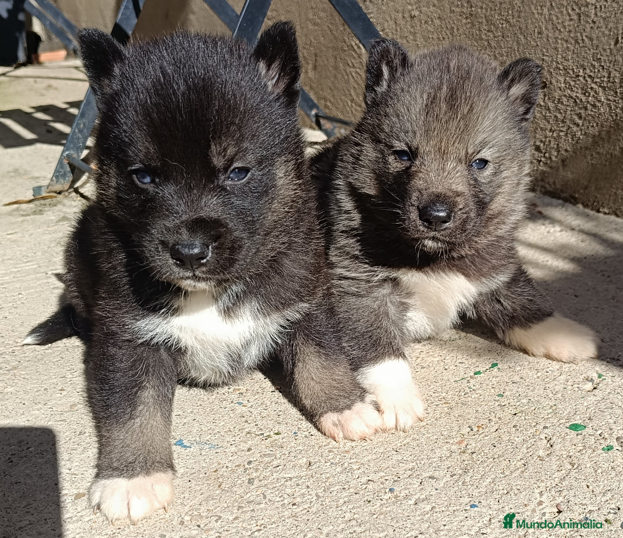 Husky Siberiano perros Husky siberiano camada - Anuncio 7