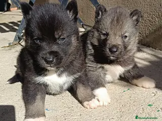 Husky Siberiano perros Husky siberiano camada - Anuncio 7