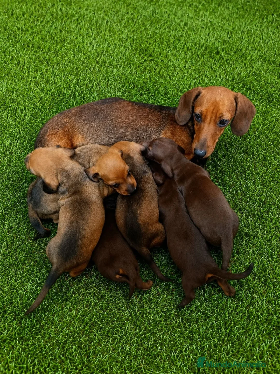 Teckel Miniatura perros en venta: Teckel kanichen kanichen maxima calidad - Anuncio 2