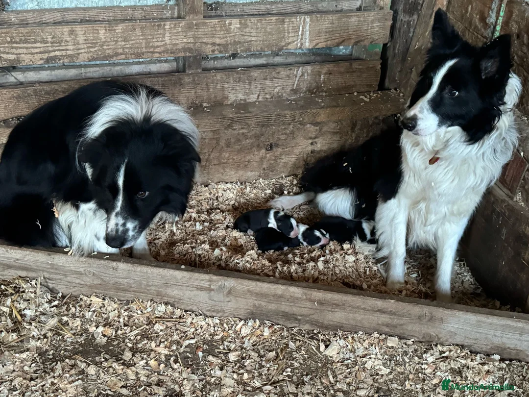 Border Collie perros en venta: Border collie  en La Rioja - Anuncio 9