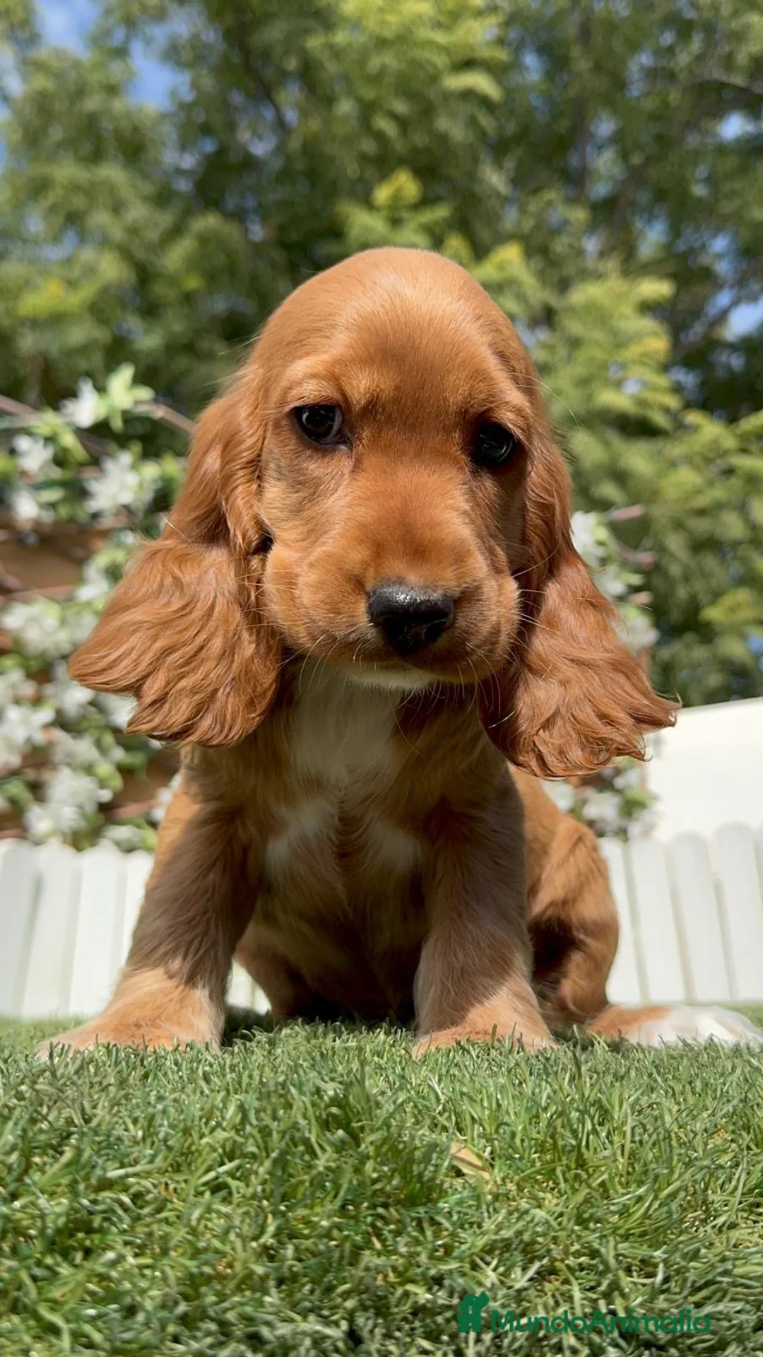 Cocker Spaniel Inglés perros en venta: PRECIOSA COCKER HEMBRA COLOR CANELA - Anuncio 11