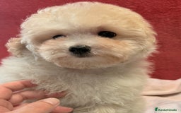 Caniche Toy perros en venta: Monísima Caniche Toy - Imagen 5