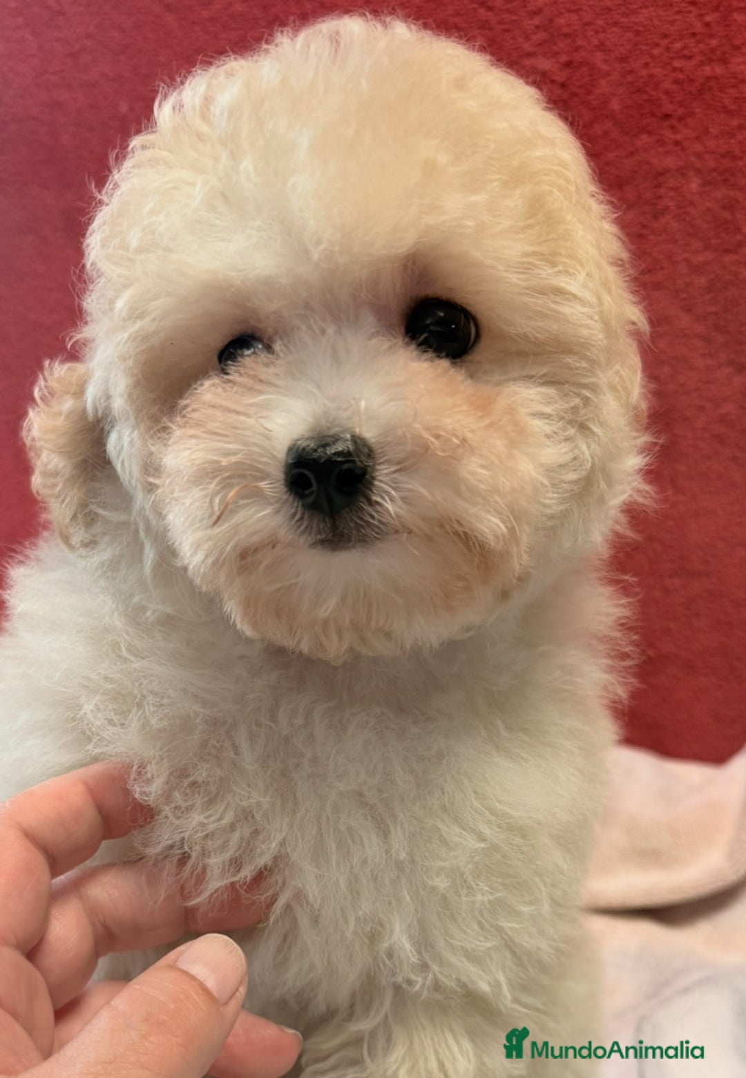 Caniche Toy perros en venta: Monísima Caniche Toy - Imagen 5