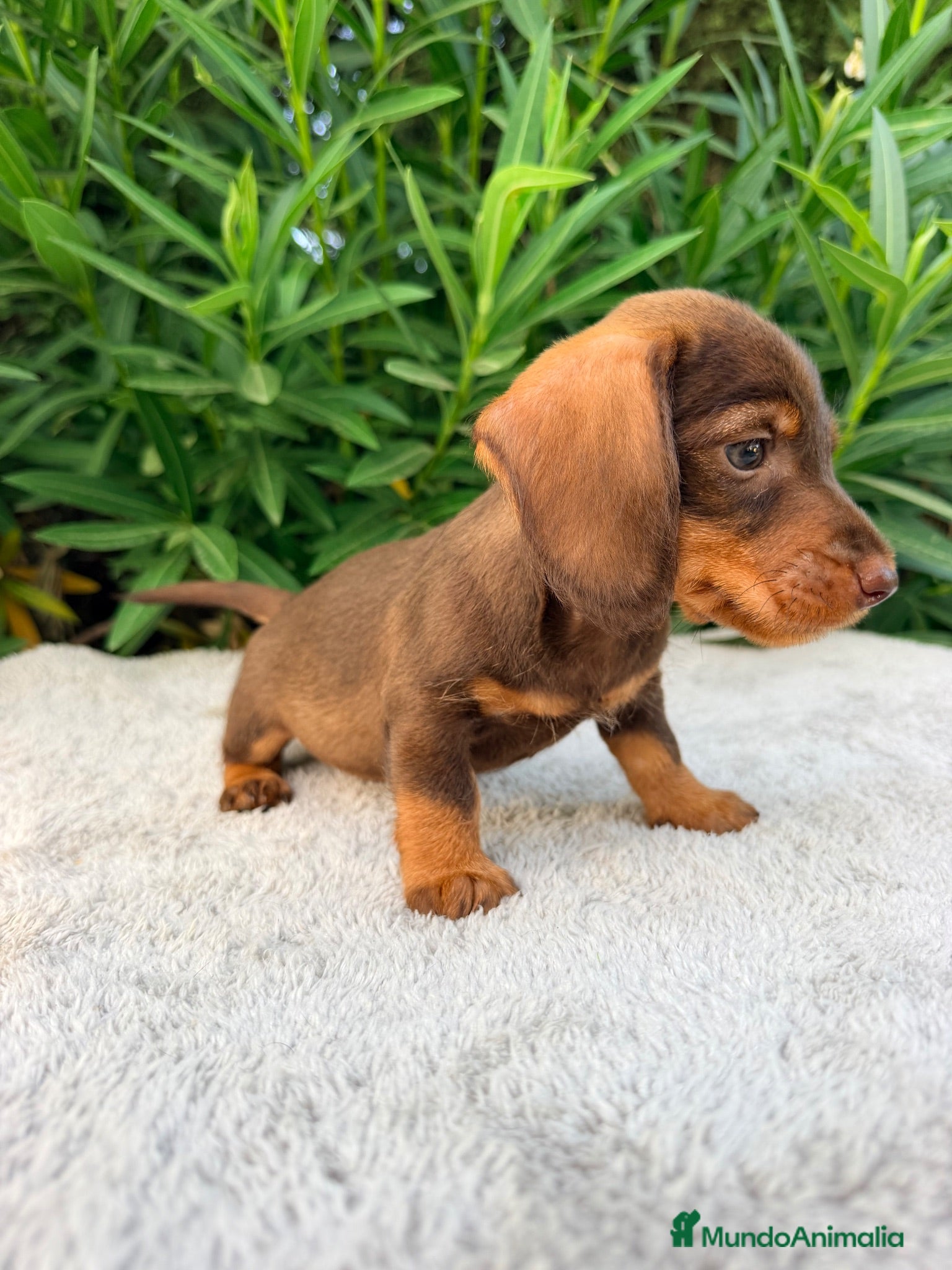 Teckel Miniatura perros TECKEL MINIATURA CHOCOLATE  - Anuncio 1