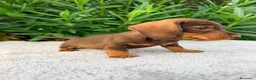 Teckel Miniatura perros en venta: TECKEL MINIATURA CHOCOLATE  - Anuncio 1
