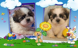Shih Tzu perros en venta: Camada familiar de shih tzu - Imagen 1