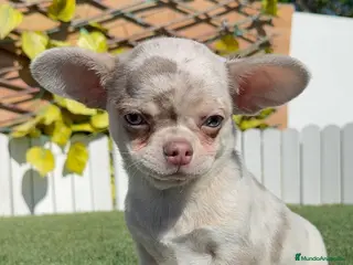 Chihuahua perros CHIHUAHUA MERLE-LISTO PARA ENTREGAR - Anuncio 12