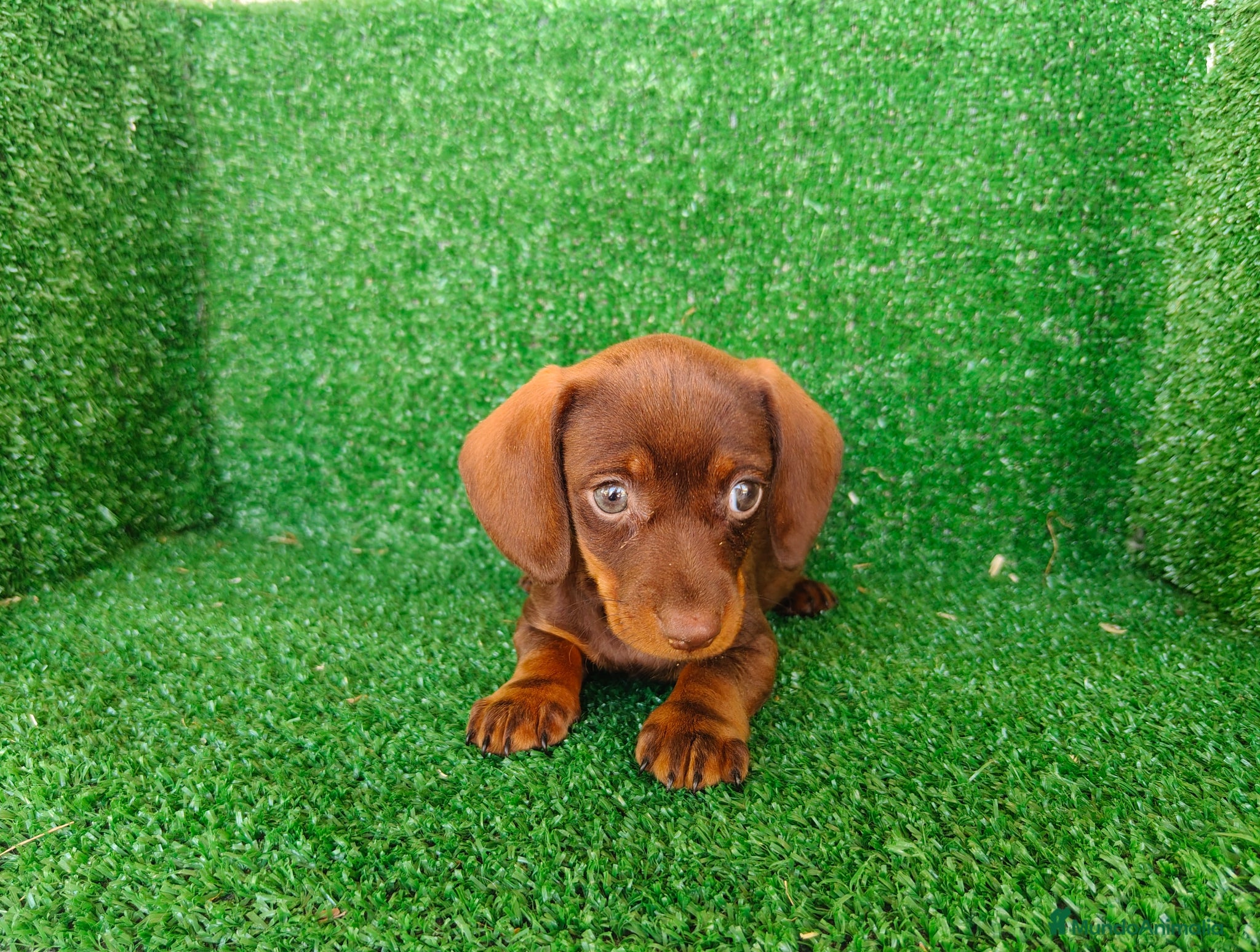Teckel Miniatura perros en venta: Teckel miniatura  - Anuncio 3