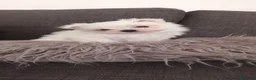 Bichón Maltés perros en venta: Bichón Maltés - Anuncio 9