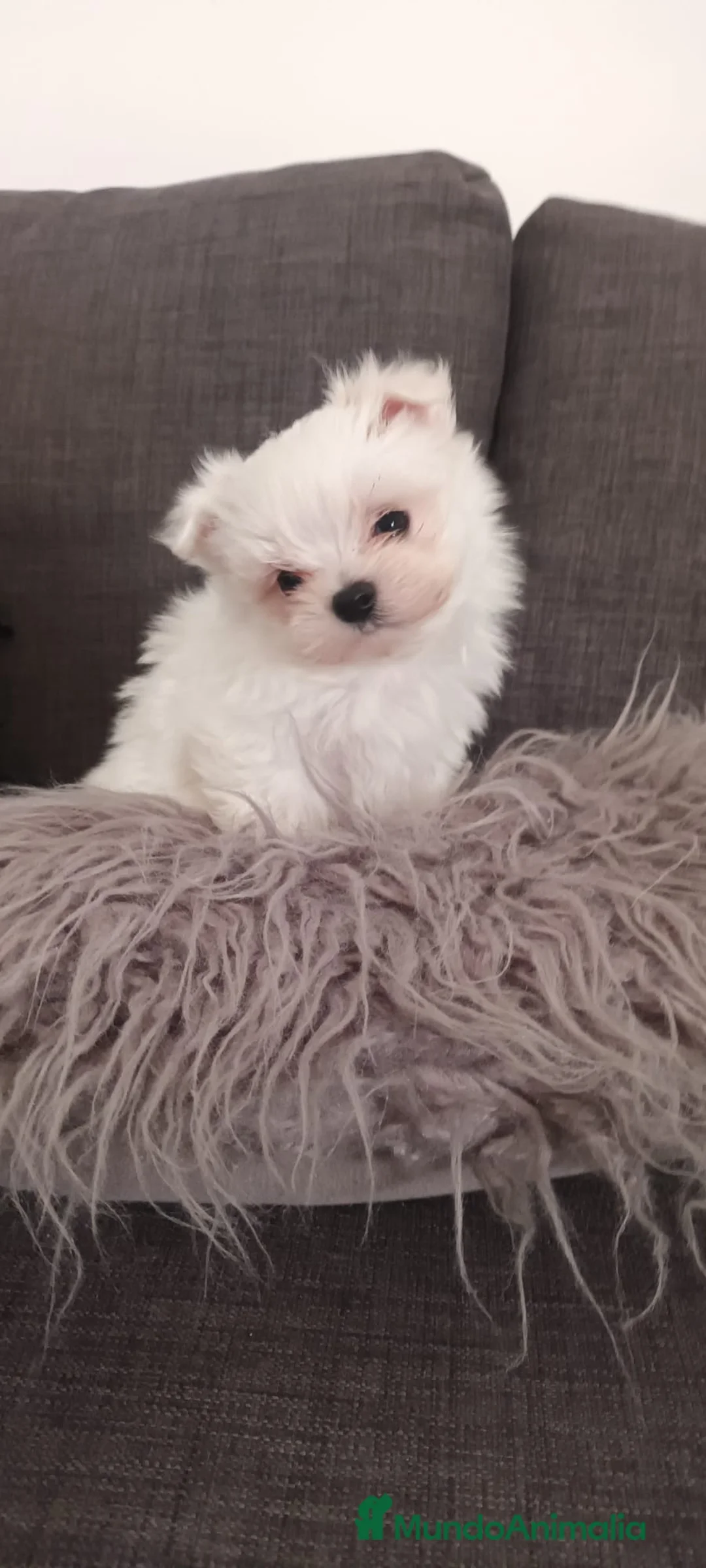 Bichón Maltés perros en venta: Bichón Maltés - Anuncio 9