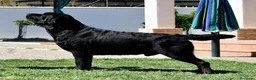 Labrador Retriever perros en venta: LABRADOR NEGRO DISPONIBLE - Anuncio 7