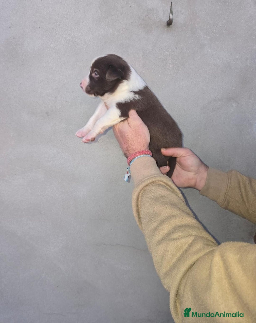 Border Collie perros en venta: Border collie  - Anuncio 2