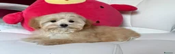 Maltipoo perros en venta: Maltipoo hembra disponible !!!! - Anuncio 9