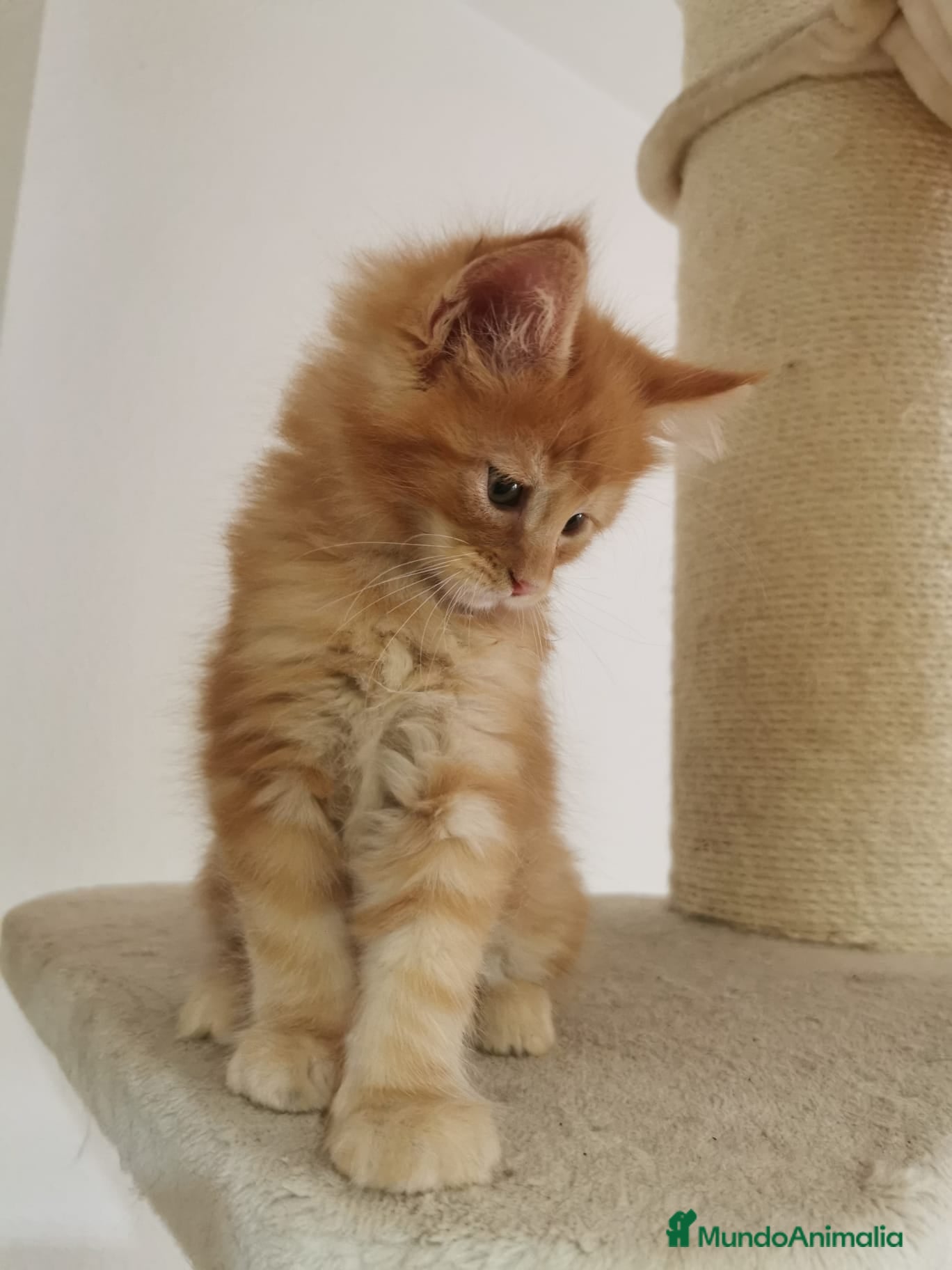 Maine Coon gatos Maravilloso Mainecoon naranja  en Madrid - Anuncio 2