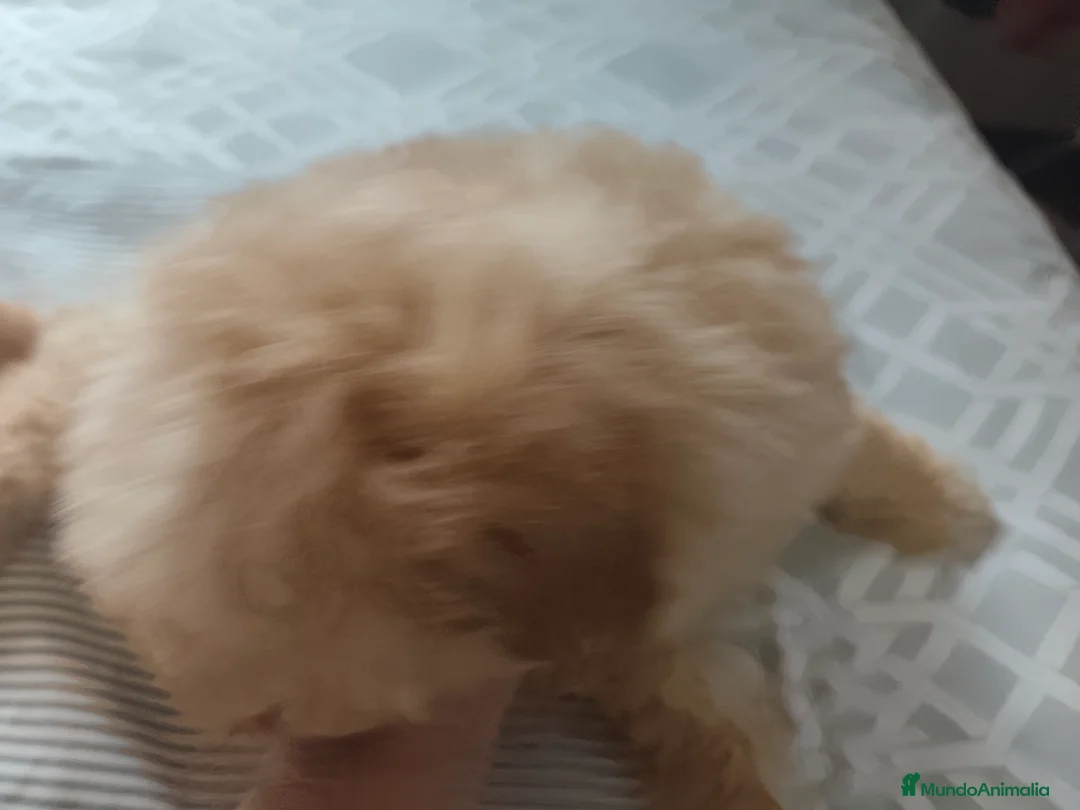 Caniche Toy perros en venta: Espectacular camada - Anuncio 2