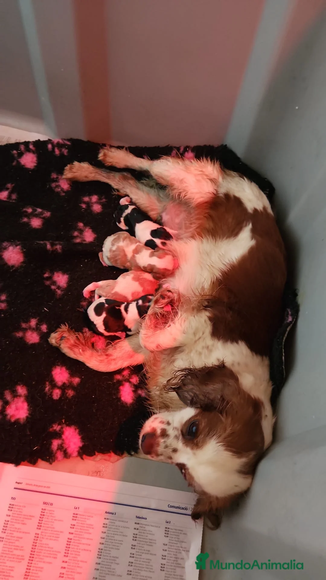 Cavalier King Charles Spaniel perros en venta: Cavalier tricolor  en Barcelona - Anuncio 3