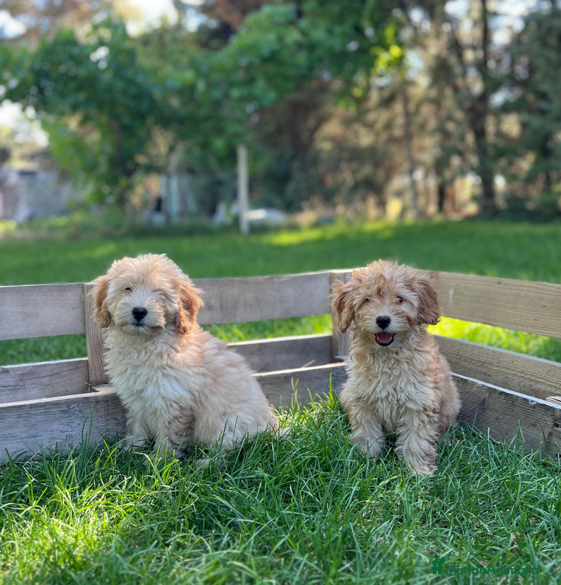 Maltipoo perros Maltipoo - Anuncio 1