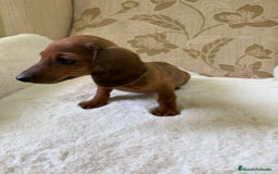 Teckel Miniatura perros en venta: Teckel kaninchen cachorro macho  - Imagen 18