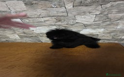Caniche Toy perros en venta: Caniches toy 50 ❗❗ asiático 🐾👈 - Imagen 2