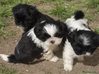 Shih Tzu perros Shih Tzu - Anuncio 1