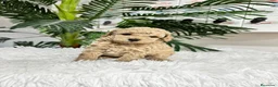 Caniche Enano perros en venta: CANICHE ENANO - Anuncio 24