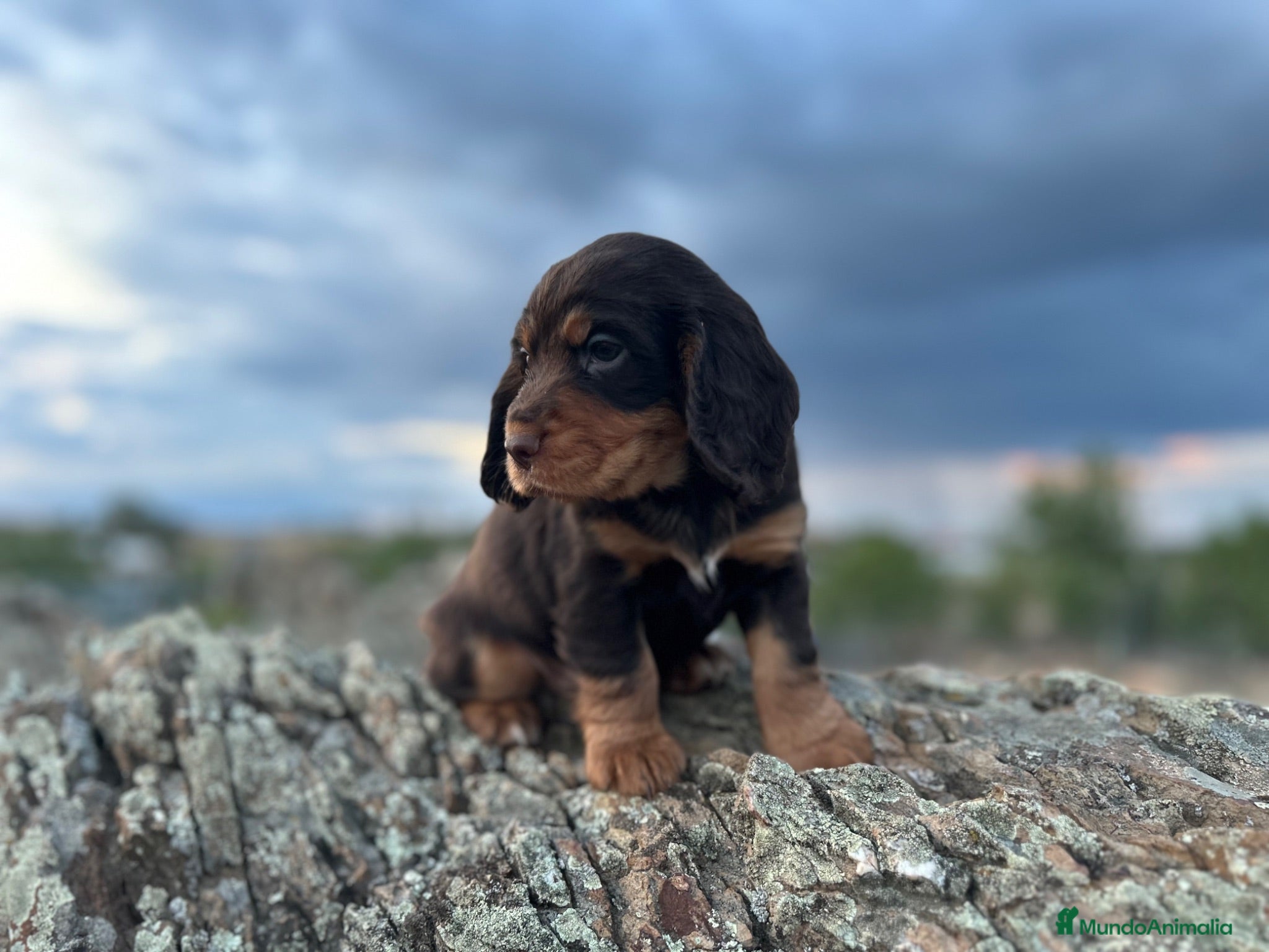 Cocker Spaniel Inglés perros Cocker inglés de trabajo  - Anuncio 1