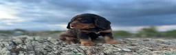 Cocker Spaniel Inglés perros en venta: Cocker inglés de trabajo  - Anuncio 1