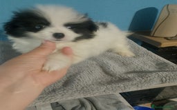 Bichón Maltés perros en venta: Maltipom macho  - Imagen 3