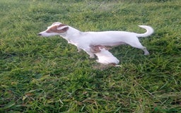 Jack Russell Terrier perros en venta: Jack Russell  - Imagen 5