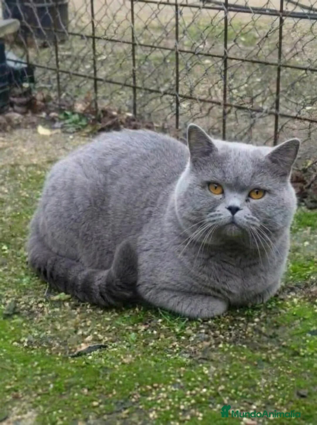 Británico de Pelo Corto Azul gatos en venta: BRITANICO PELO CORTO AZUL (SCOTTISH FOLD) - Anuncio 2