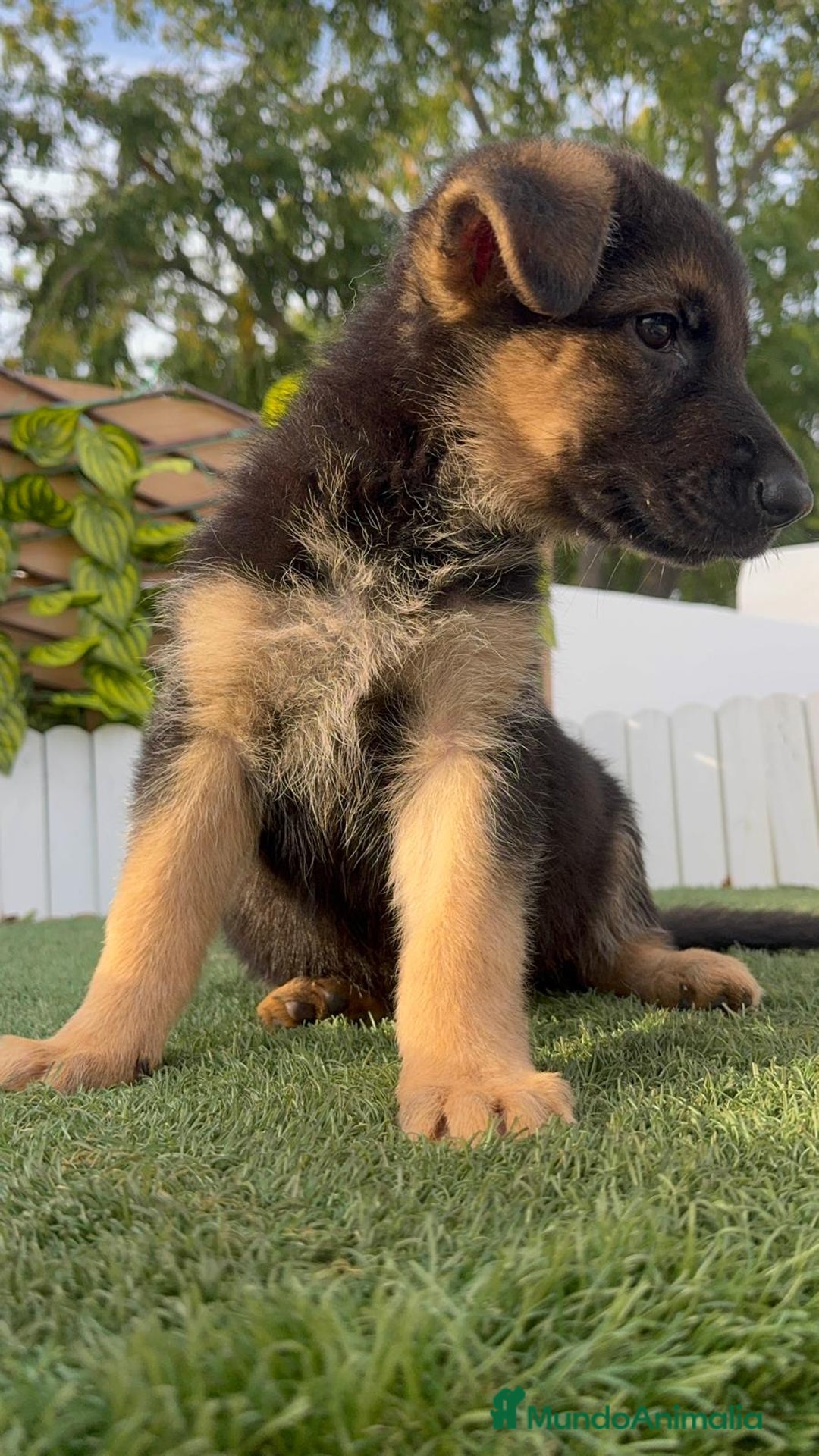 Pastor Alemán perros en venta: PASTOR ALEMAN HEMBRA - Imagen 16