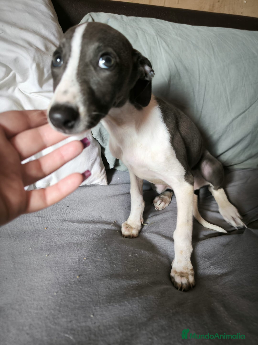 Whippet perros en venta: Whippet Macho - Imagen 2