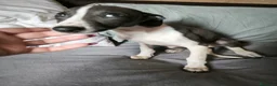 Whippet perros en venta: Whippet Macho - Anuncio 2