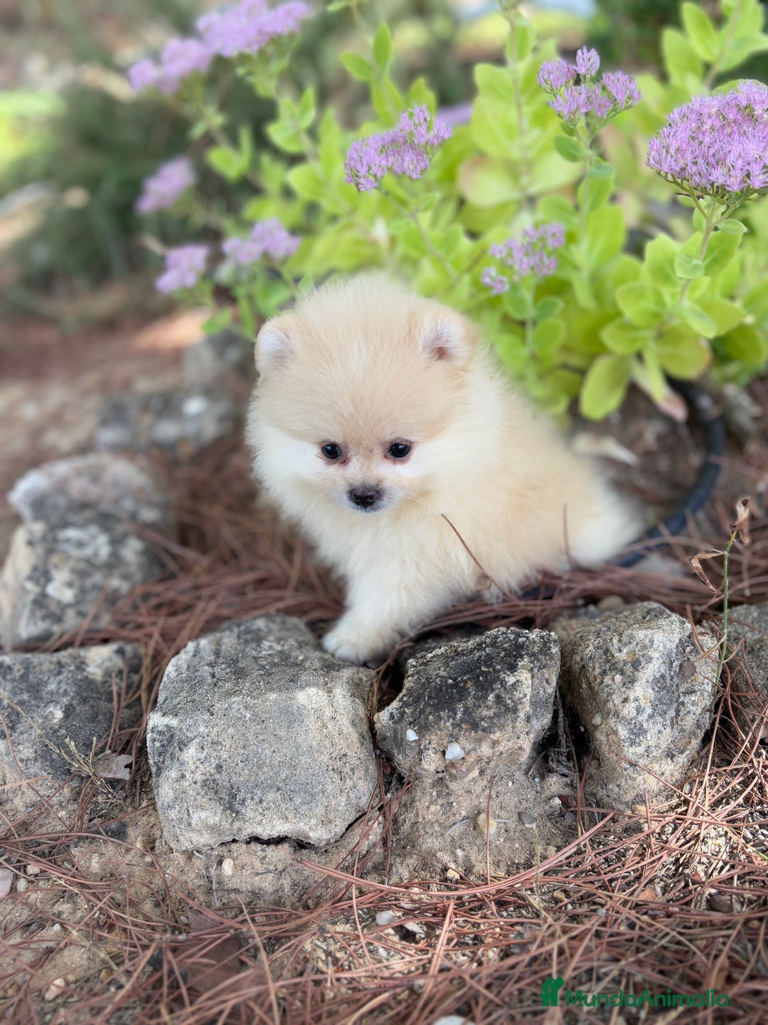 Pomerania perros en venta: Pomerania Toy Hembra  - Imagen 3
