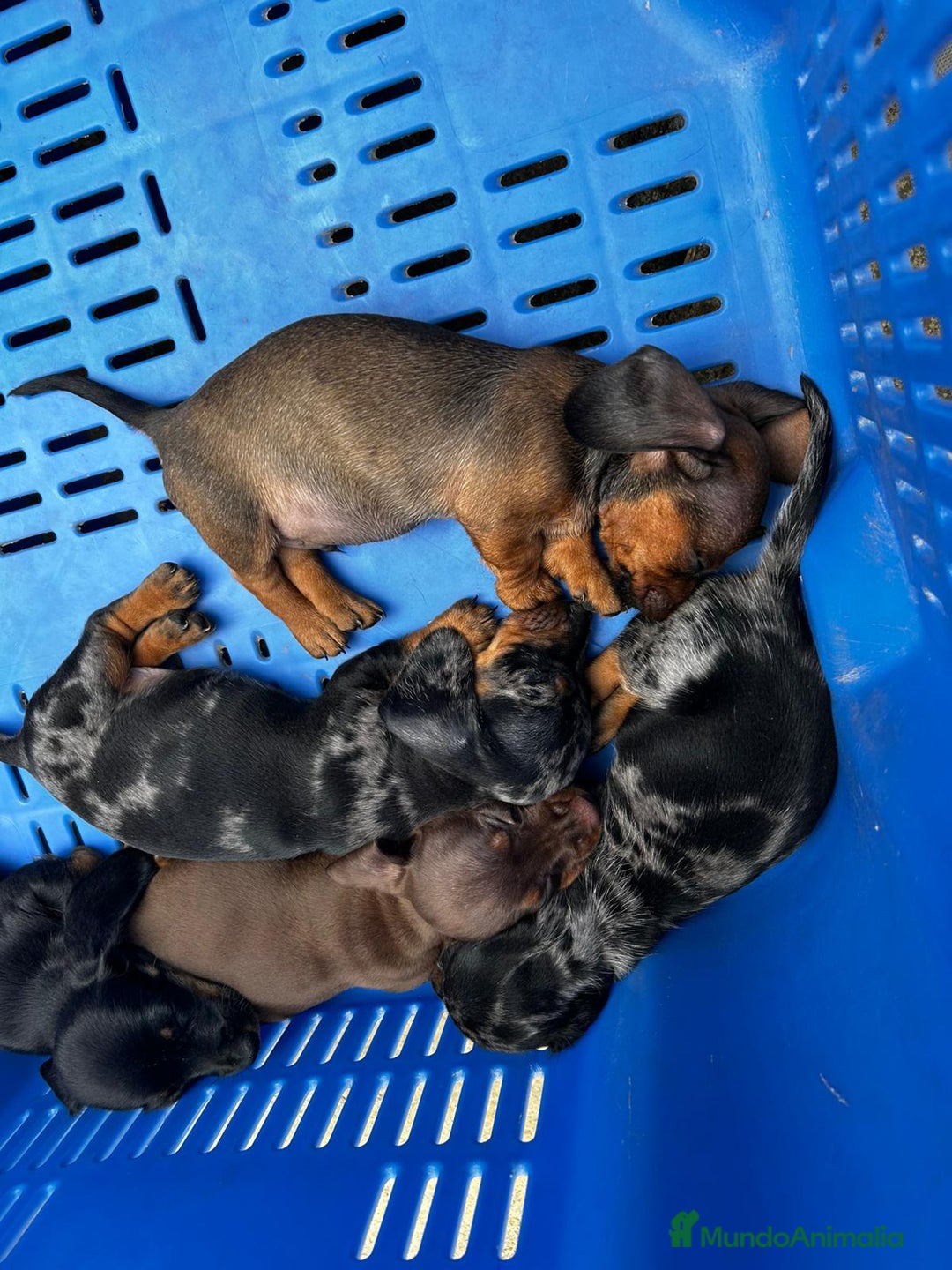 Teckel Miniatura perros en venta: Teckel miniaturas - Imagen 10