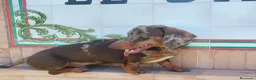Teckel Miniatura perros para monta: Monta de Teckel Arlequín Chocolate  - Anuncio 3