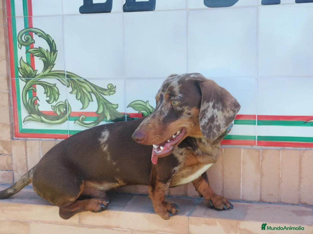 Teckel Miniatura perros para monta: Monta de Teckel Arlequín Chocolate  - Anuncio 3