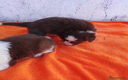 Border Collie perros en venta: Border collie  - Imagen 4