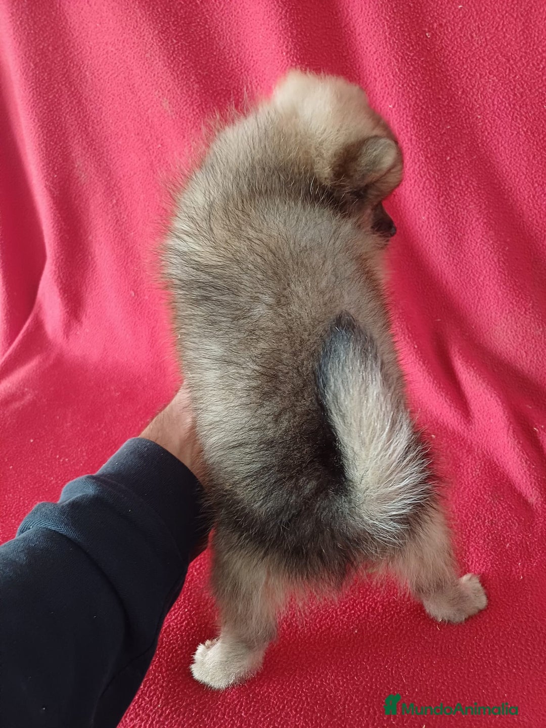 Pomerania perros en venta: Pomerania Standar  - Imagen 4