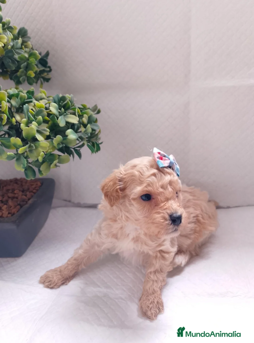 Maltipoo perros en venta: Maltipoo macho  - Anuncio 14