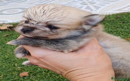 Pomerania perros en venta: Pomerania Cachorros Mini - Imagen 4