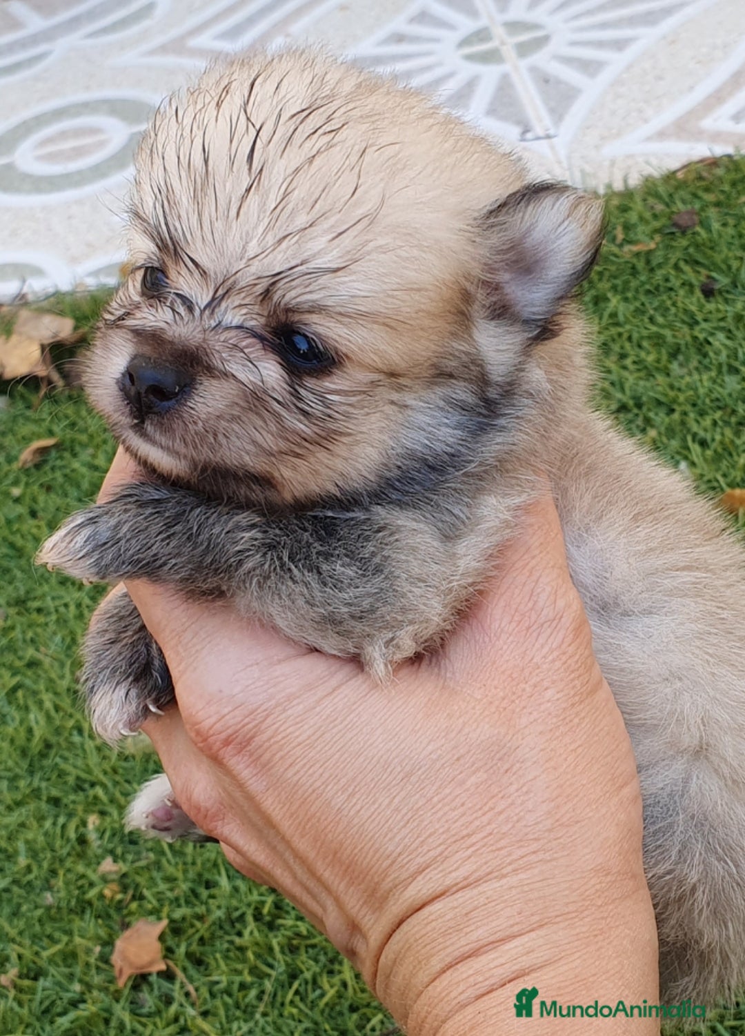 Pomerania perros en venta: Pomerania Cachorros Mini - Imagen 4