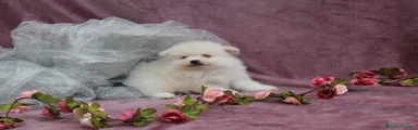 Pomerania Cachorro 2