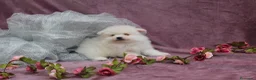 Pomerania perros en venta: PRECIOSO CACHORITO DE POMERANIA TOY  - Anuncio 24