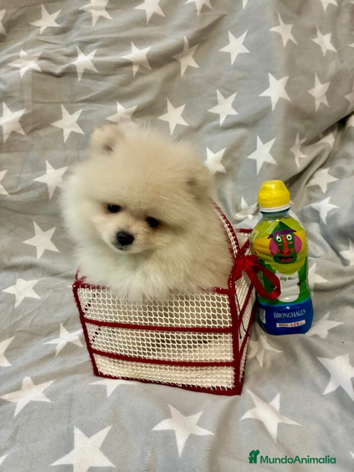 Pomerania perros Pomerania toy - Anuncio 34