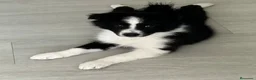 Border Collie perros en venta: BORDER COLLIE TODA ESPAÑA  - Anuncio 2