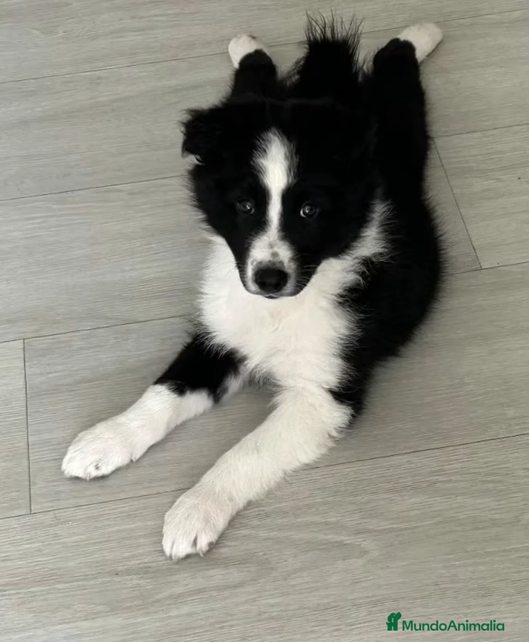 Border Collie perros en venta: BORDER COLLIE TODA ESPAÑA  - Anuncio 2