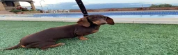 Teckel Miniatura perros en venta: teckel miniatura - Anuncio 1